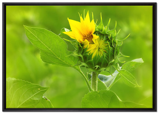 Aufblühende Sonnenblume auf Leinwandbild gerahmt Größe 100x70