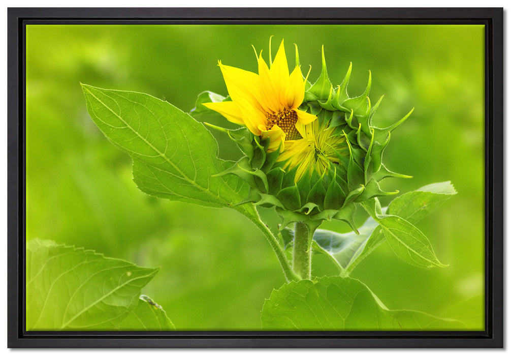 Aufblühende Sonnenblume auf Leinwandbild gerahmt Größe 60x40