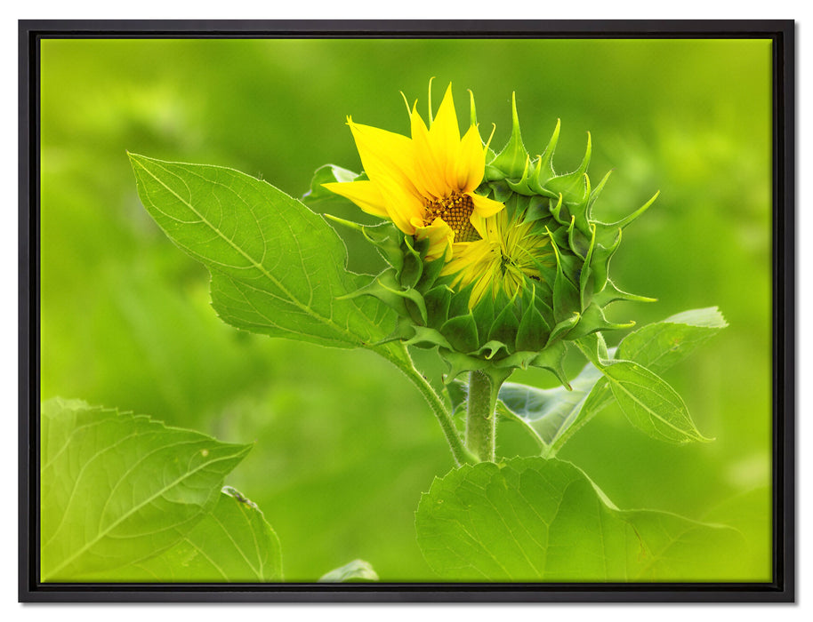 Aufblühende Sonnenblume auf Leinwandbild gerahmt Größe 80x60