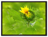 Aufblühende Sonnenblume auf Leinwandbild gerahmt Größe 80x60