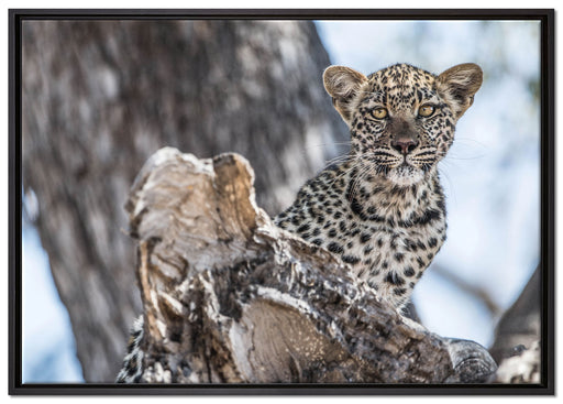 Leopardjunges auf Baum auf Leinwandbild gerahmt Größe 100x70