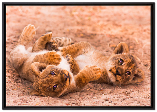 Spielende Löwenjungen auf Leinwandbild gerahmt Größe 100x70