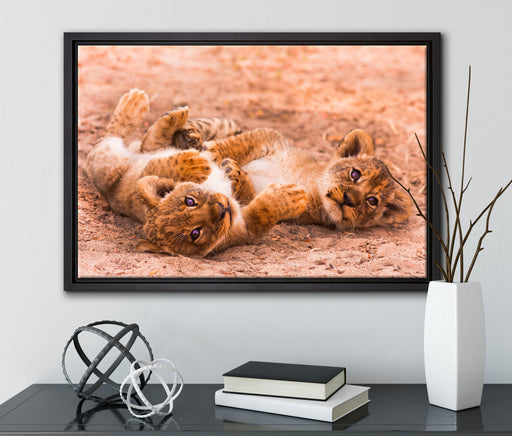 Spielende Löwenjungen auf Leinwandbild gerahmt mit Kirschblüten