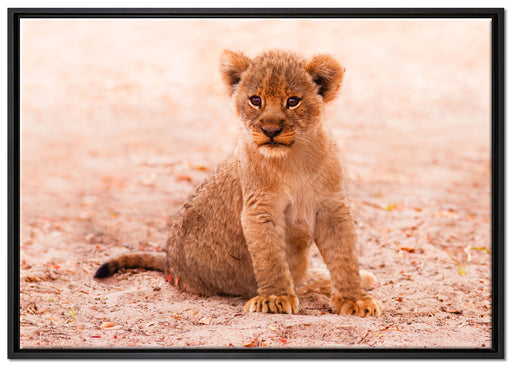 Verlassenes Löwenbaby auf Leinwandbild gerahmt Größe 100x70