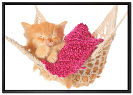 Katzenbaby in Hängematte auf Leinwandbild gerahmt Größe 100x70