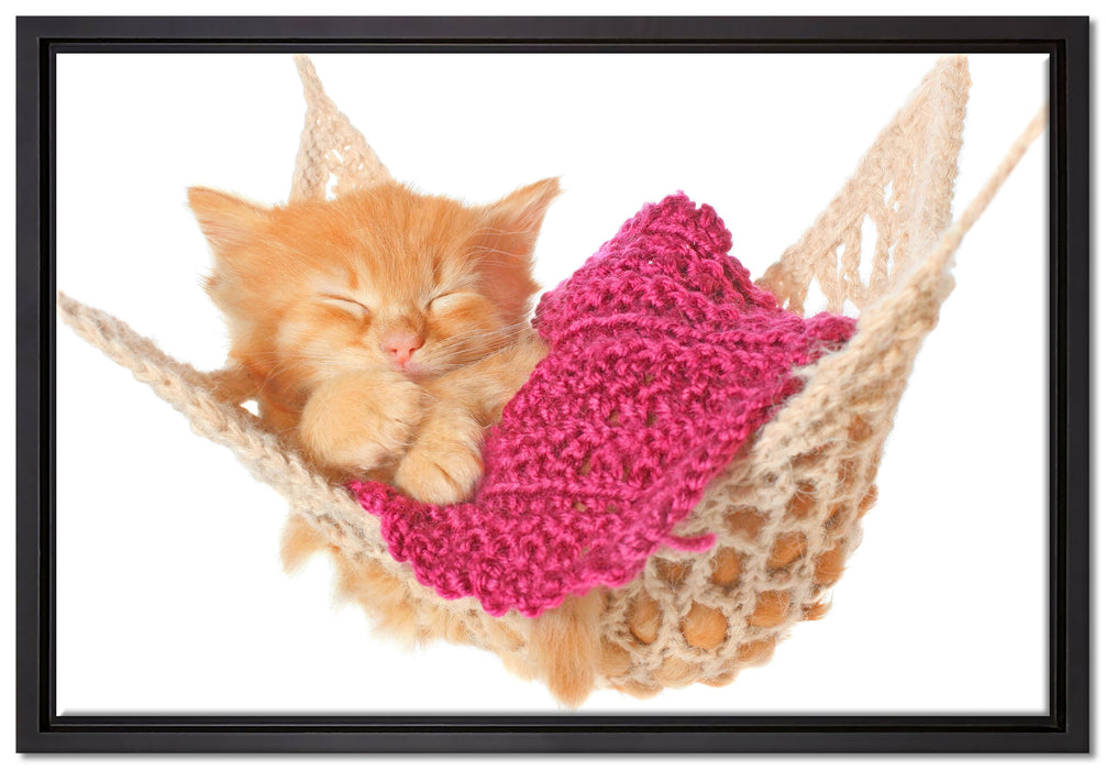 Katzenbaby in Hängematte auf Leinwandbild gerahmt Größe 60x40