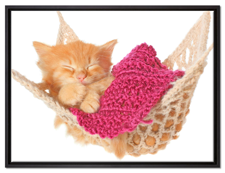 Katzenbaby in Hängematte auf Leinwandbild gerahmt Größe 80x60