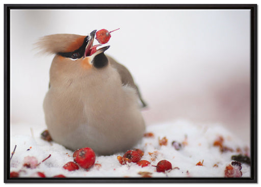 Kleiner Vogel im Schnee auf Leinwandbild gerahmt Größe 100x70
