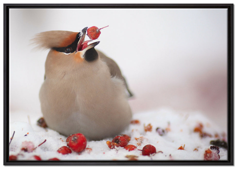 Kleiner Vogel im Schnee auf Leinwandbild gerahmt Größe 100x70