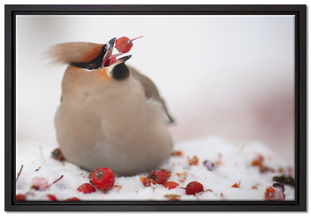 Kleiner Vogel im Schnee auf Leinwandbild gerahmt Größe 60x40