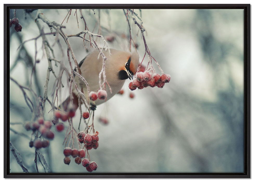 Kleiner Vogel im Vogelbeerbaum auf Leinwandbild gerahmt Größe 100x70