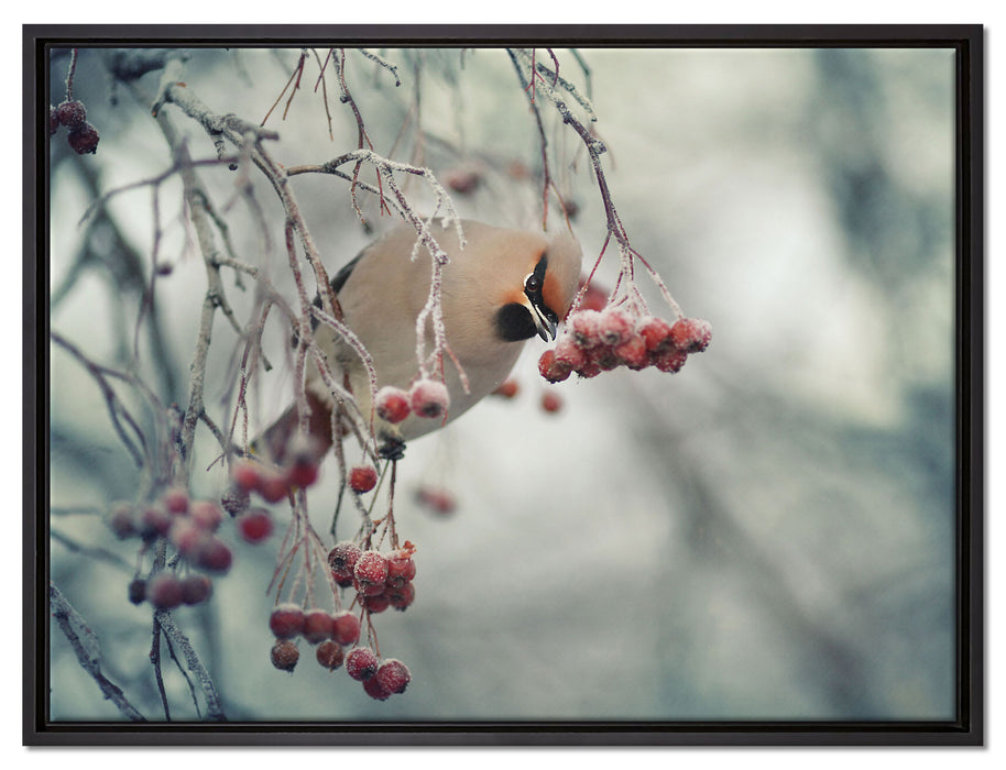 Kleiner Vogel im Vogelbeerbaum auf Leinwandbild gerahmt Größe 80x60