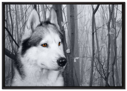 Wachsamer Husky auf Leinwandbild gerahmt Größe 100x70