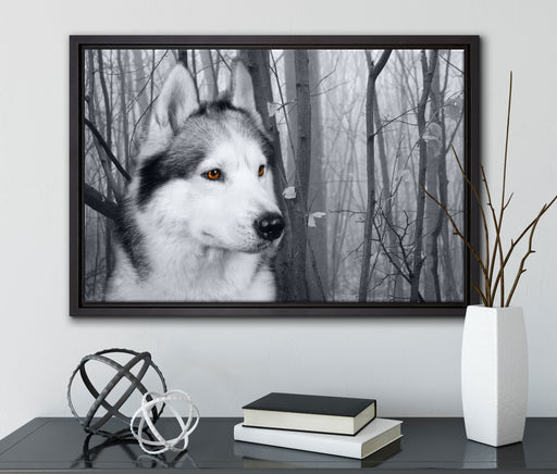 Wachsamer Husky auf Leinwandbild gerahmt mit Kirschblüten