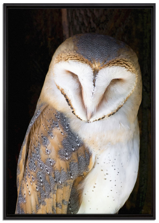 Schleiereule auf Leinwandbild gerahmt Größe 100x70