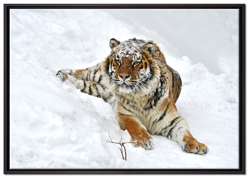 Amur Tiger im Schnee auf Leinwandbild gerahmt Größe 100x70