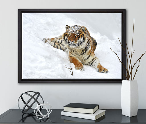 Amur Tiger im Schnee auf Leinwandbild gerahmt mit Kirschblüten