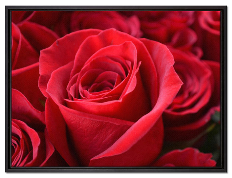Romantische Rosen auf Leinwandbild gerahmt Größe 80x60