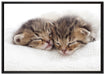 Schlummernde Kätzchen auf Leinwandbild gerahmt Größe 100x70