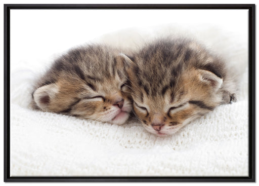 Schlummernde Kätzchen auf Leinwandbild gerahmt Größe 100x70