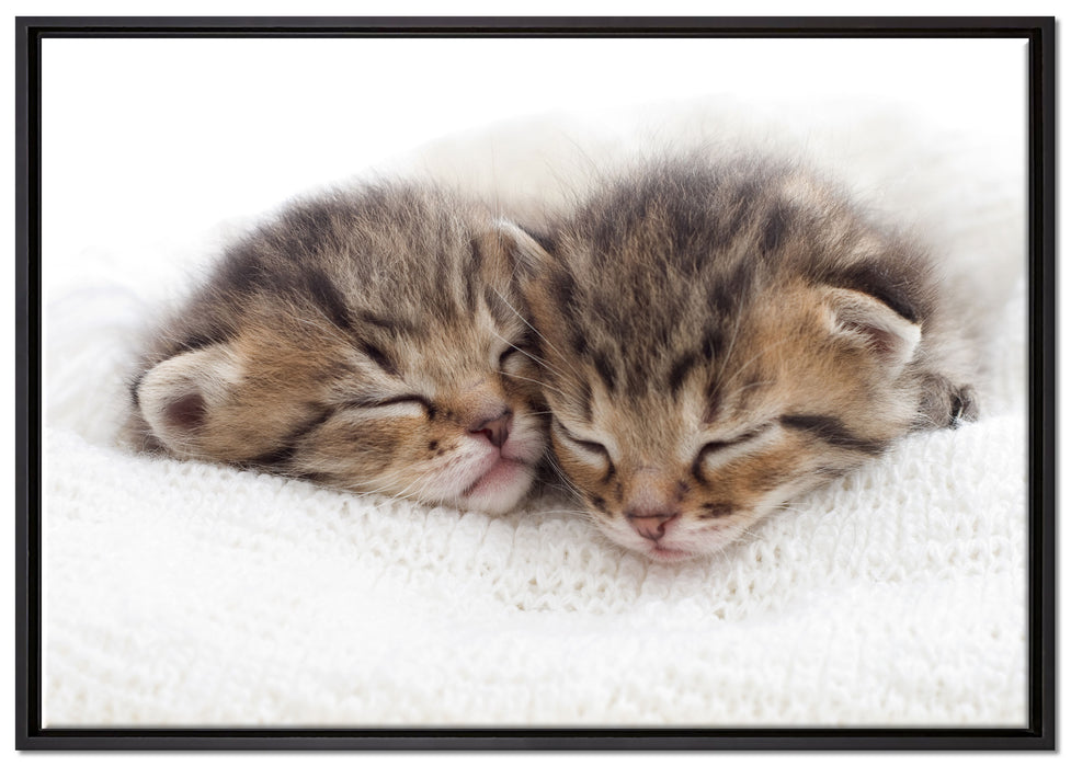 Schlummernde Kätzchen auf Leinwandbild gerahmt Größe 100x70
