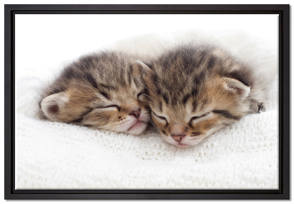 Schlummernde Kätzchen auf Leinwandbild gerahmt Größe 60x40