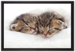Schlummernde Kätzchen auf Leinwandbild gerahmt Größe 60x40