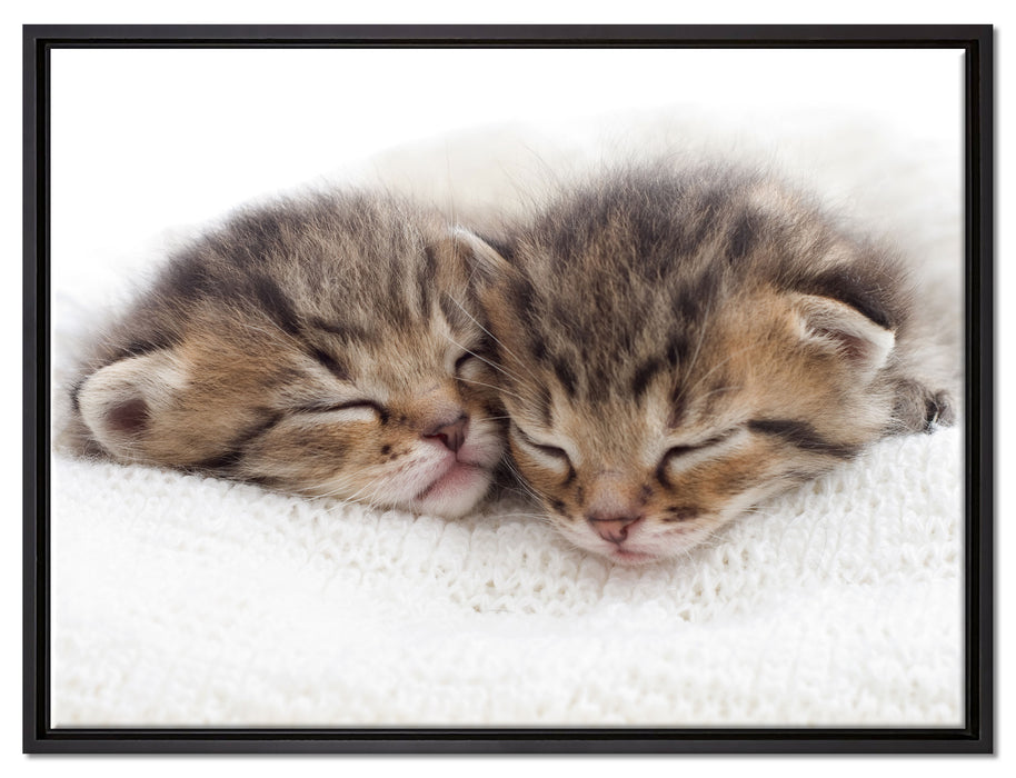 Schlummernde Kätzchen auf Leinwandbild gerahmt Größe 80x60