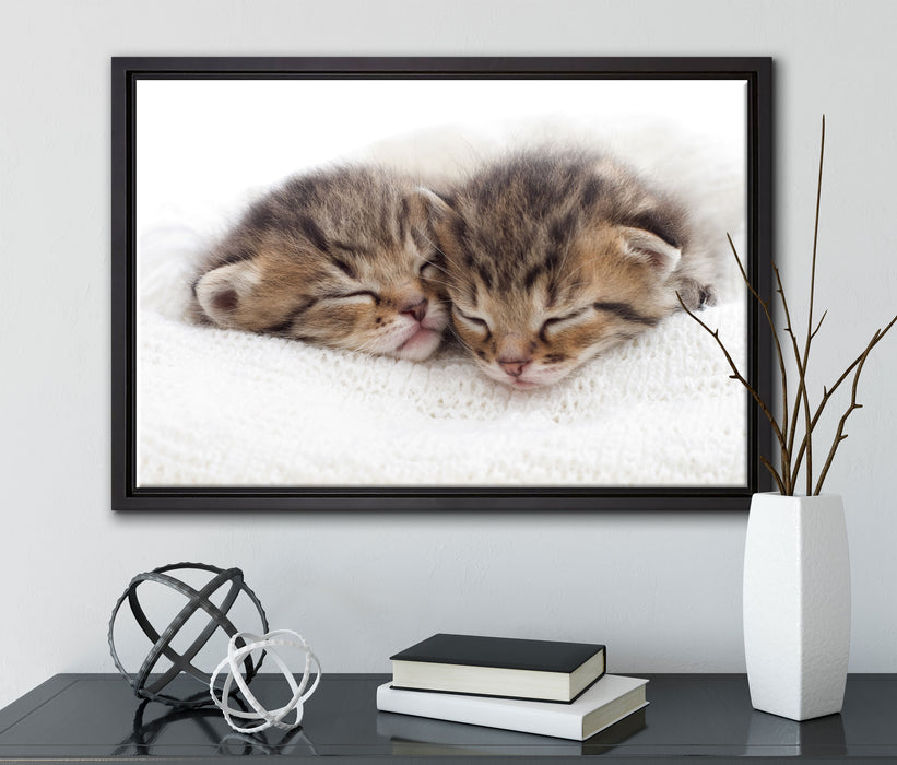 Schlummernde Kätzchen auf Leinwandbild gerahmt mit Kirschblüten