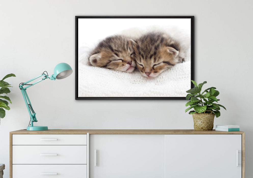 Schlummernde Kätzchen auf Leinwandbild gerahmt verschiedene Größen im Wohnzimmer