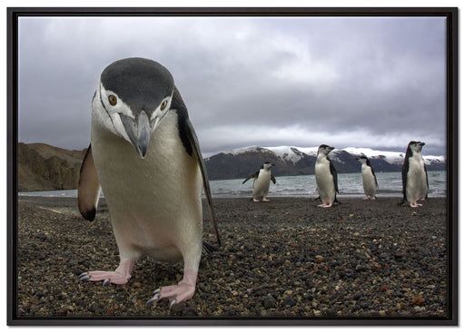 Lustige Pinguine auf Leinwandbild gerahmt Größe 100x70