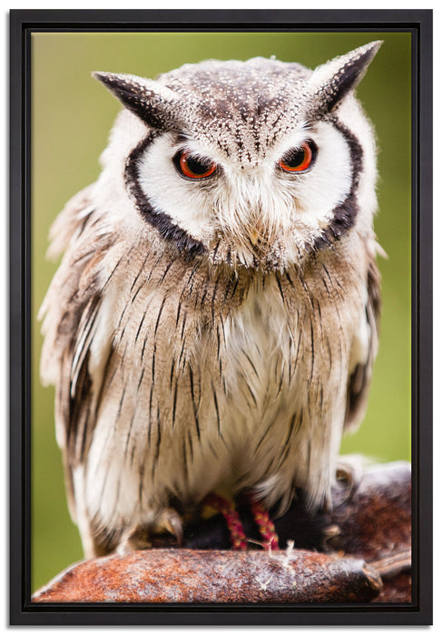 Nordbüscheleule auf Leinwandbild gerahmt Größe 60x40
