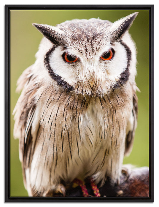 Nordbüscheleule auf Leinwandbild gerahmt Größe 80x60