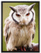 Nordbüscheleule auf Leinwandbild gerahmt Größe 80x60