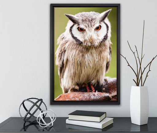 Nordbüscheleule auf Leinwandbild gerahmt mit Kirschblüten