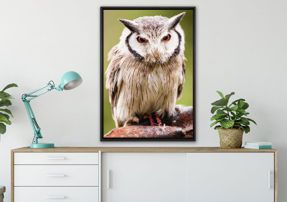 Nordbüscheleule auf Leinwandbild gerahmt verschiedene Größen im Wohnzimmer