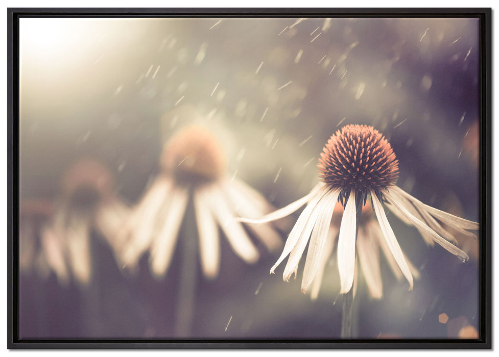 Blumen im Regen auf Leinwandbild gerahmt Größe 100x70
