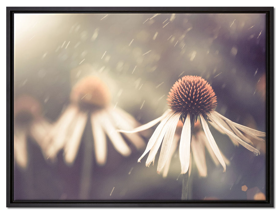 Blumen im Regen auf Leinwandbild gerahmt Größe 80x60