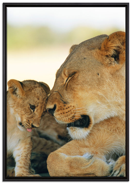 Löwenmutter schmusend mit Junges auf Leinwandbild gerahmt Größe 100x70