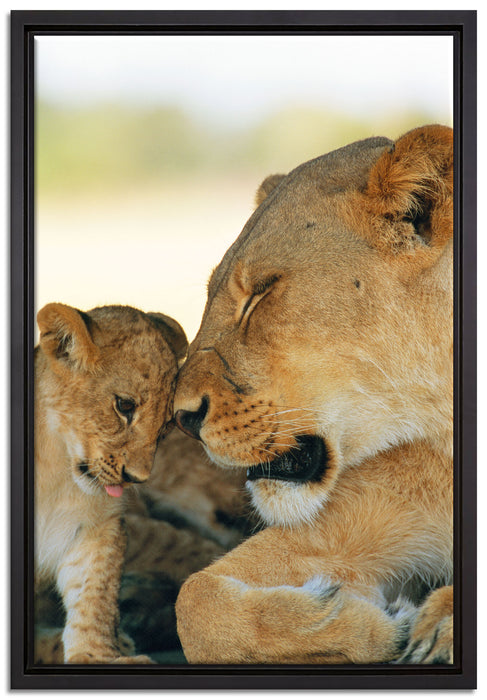 Löwenmutter schmusend mit Junges auf Leinwandbild gerahmt Größe 60x40