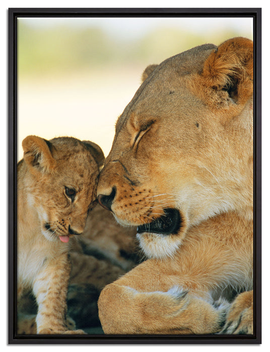 Löwenmutter schmusend mit Junges auf Leinwandbild gerahmt Größe 80x60