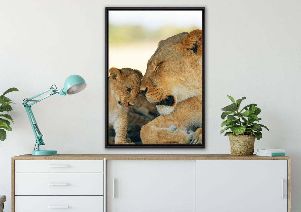 Löwenmutter schmusend mit Junges auf Leinwandbild gerahmt verschiedene Größen im Wohnzimmer