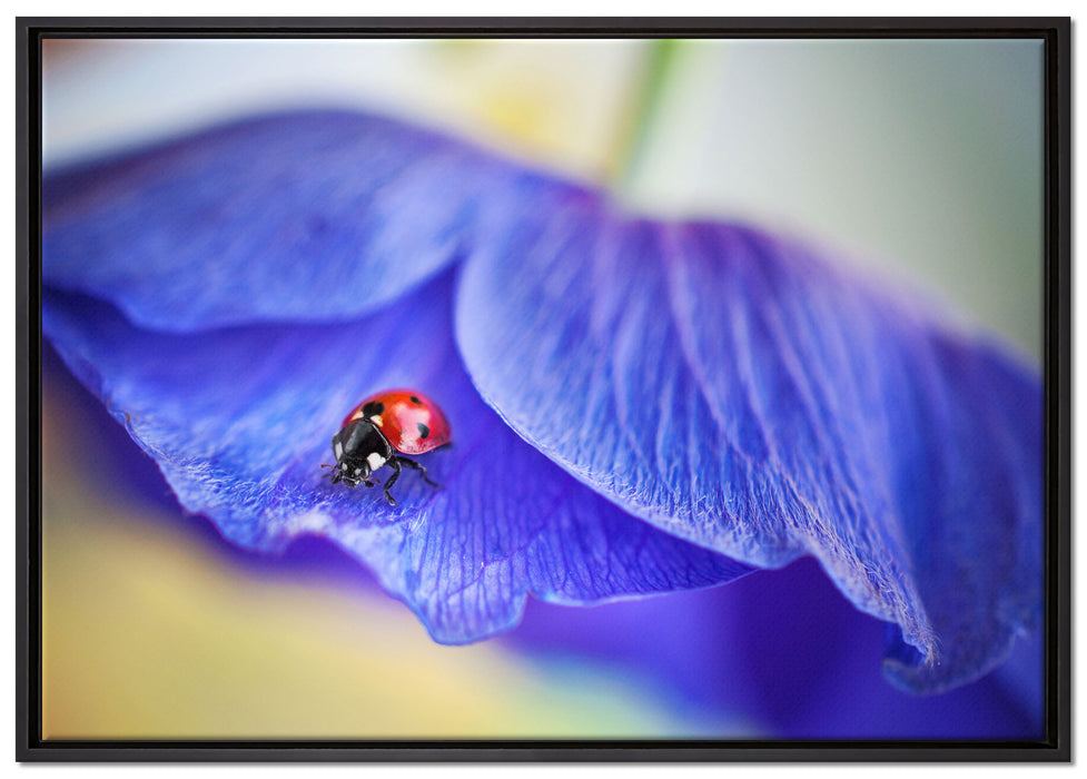 Marienkäfer auf lila Blüte auf Leinwandbild gerahmt Größe 100x70