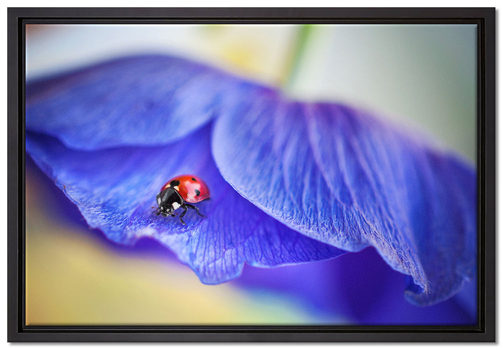 Marienkäfer auf lila Blüte auf Leinwandbild gerahmt Größe 60x40
