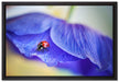 Marienkäfer auf lila Blüte auf Leinwandbild gerahmt Größe 60x40