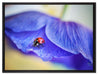 Marienkäfer auf lila Blüte auf Leinwandbild gerahmt Größe 80x60