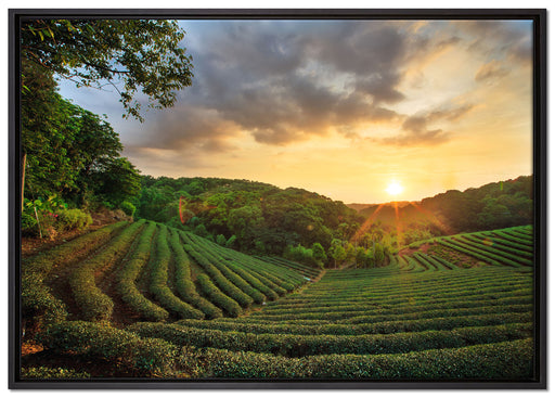 Teeplantage bei Sonnenuntergang auf Leinwandbild gerahmt Größe 100x70