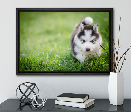 Bezaubernder Huskywelpe auf Leinwandbild gerahmt mit Kirschblüten