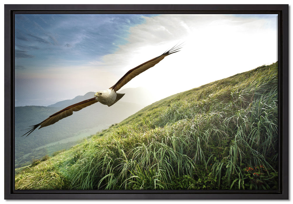 Majestätischer Weißkopfseeadler auf Leinwandbild gerahmt Größe 60x40