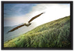 Majestätischer Weißkopfseeadler auf Leinwandbild gerahmt Größe 60x40